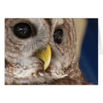 Barney the Owl Card
