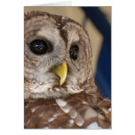 Barney the Owl Greeting Cards
