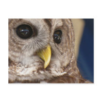 Barney the Owl Post Card