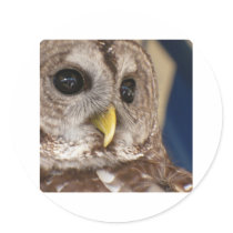 Barney the Owl Sticker