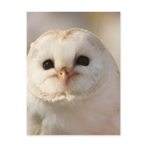 Barny the Barn Owl Postcards
