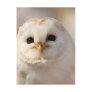 Barny the Barn Owl Postcards