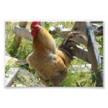 Barnyard Chicken Photo