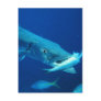 Barracuda eating its prey postcard