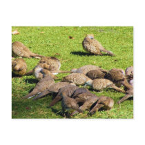 Barred Doves in the Grass in Hawaii Postcard