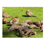 Barred Doves in the Grass in Hawaii Postcard