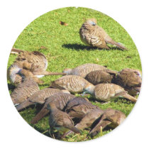 Barred Doves in the Grass in Hawaii Round Sticker