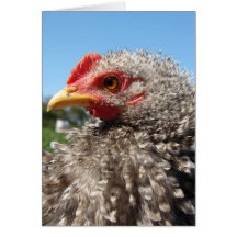 Barred Frizzle Cockeral Card