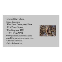 Barred Owl in a Birch Tree Photo Business Card Template