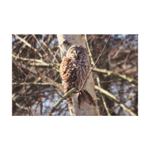 Barred Owl in a Birch Tree Photo Gallery Wrapped Canvas