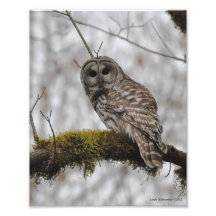 Barred Owl in Big Leaf Maple Photographic Print