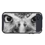 Barred Owl in Black and White