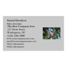Barred Owl in the Forest Business Cards
