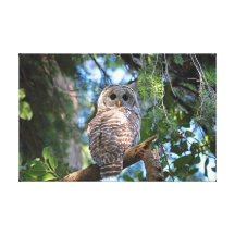 Barred Owl in the Forest Canvas Prints