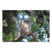 Barred Owl in the Forest Photo Print