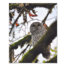 Barred Owl on a Big Leaf Maple Photo