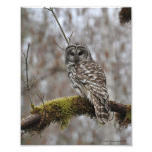 Barred Owl on Big Leaf Maple Photo Print