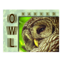Barred Owl or Hoot Owl Post Cards