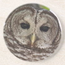 Barred Owl photo coaster coasters