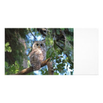Barred Owl Photo Greeting Card