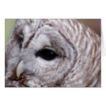 Barred Owl Portrait 2 Card