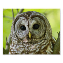 Barred Owl Portrait. Photo Art