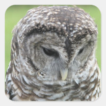 Barred Owl Portrait Sticker