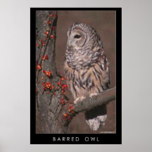 Barred Owl Posters
