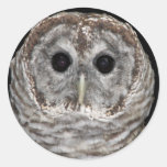 Barred Owl Round Stickers