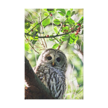 Barred Owl Staring Canvas Prints