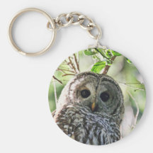 Barred Owl Staring Key Chains