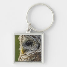 Barred Owl, Strix varia, Michigan Key Chains