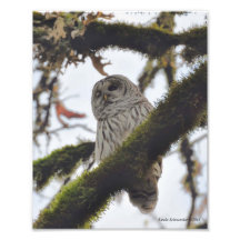 Barred Owl Winking Art Photo