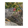 Barred Rock Hen Post Card