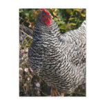 Barred Rock Postcards