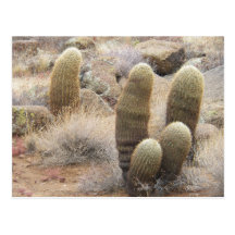 Barrel Cacti Family Post Cards