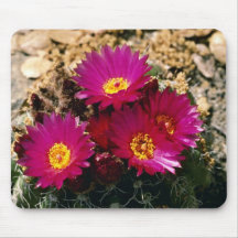 Barrel Cactus blooms Pink flowers Mousepad