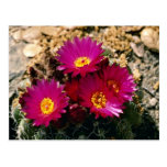 Barrel Cactus blooms Pink flowers Postcard