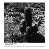 Barrel Cactus by Ansel Adams posters