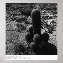 Barrel Cactus by Ansel Adams Posters