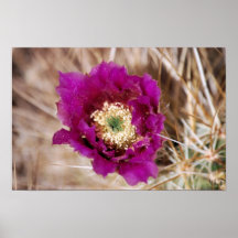 Barrel Cactus Flower Poster