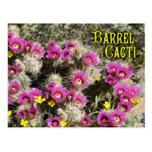 Barrel cactus in bloom, Sonoran Desert, Arizona Post Card