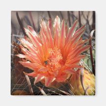 Barrel Cactus Magnet