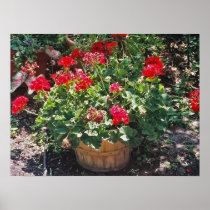 Barrel of geraniums posters