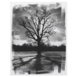Barren Branches Tree Full Color Flyer