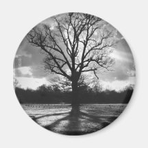 Barren Branches Tree Magnet