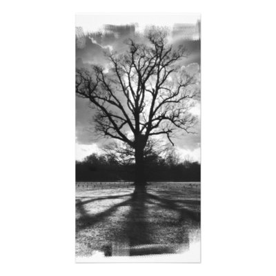 Barren Branches Tree Picture Card by VoXeeD