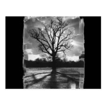 Barren Branches Tree Postcard
