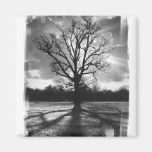 Barren Branches Tree Refrigerator Magnet