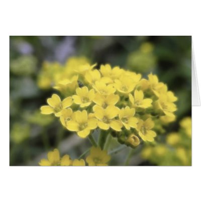 Basket Of Gold Alyssum Greeting Cards by Pretty_World